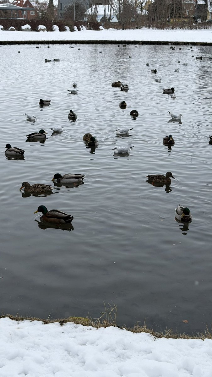 HashanNazmul's tweet photo. Are birds more disciplined and social than humans? #birdswatching https://t.co/we8FAgqjls