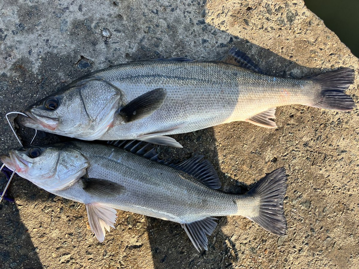 武庫川店より 武庫川店から車で約20分の西宮浜総合公園、跳ね橋付近の
