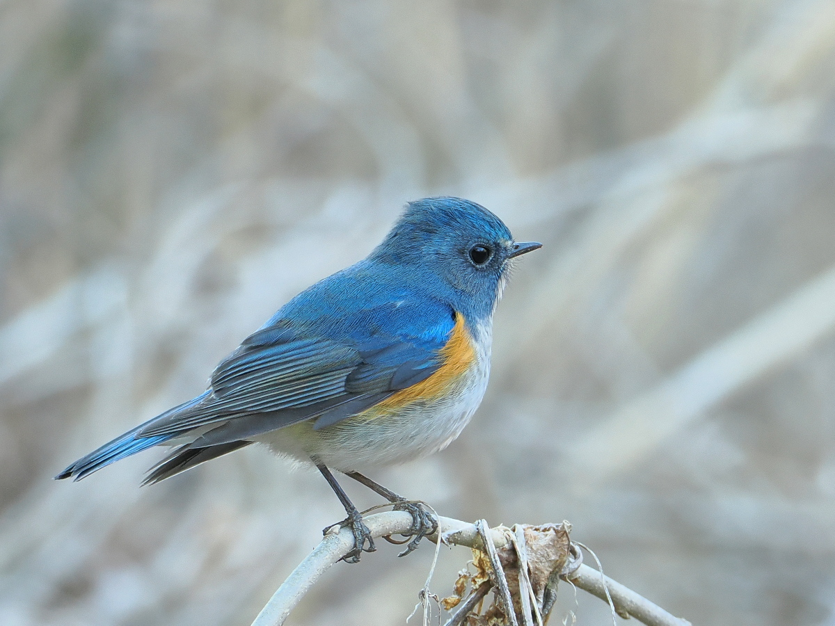 瑠璃鶲 #ルリビタキ #RedFlankedBluetail #野木町 2026/02/13