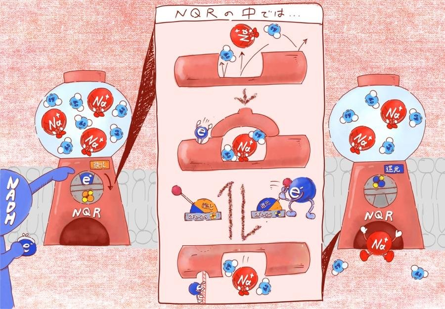 IMS1975's tweet photo. 【プレスリリース｜Nature Communications】 
電子のやりとりに連動した構造変化が鍵！
コレラ菌の生育に必須のナトリウムポンプのはたらく仕組みを解明
（岡崎圭一グループら）

詳細はこちら↓
https://t.co/YgsFdtqTKq https://t.co/VjWjQ3O8bs