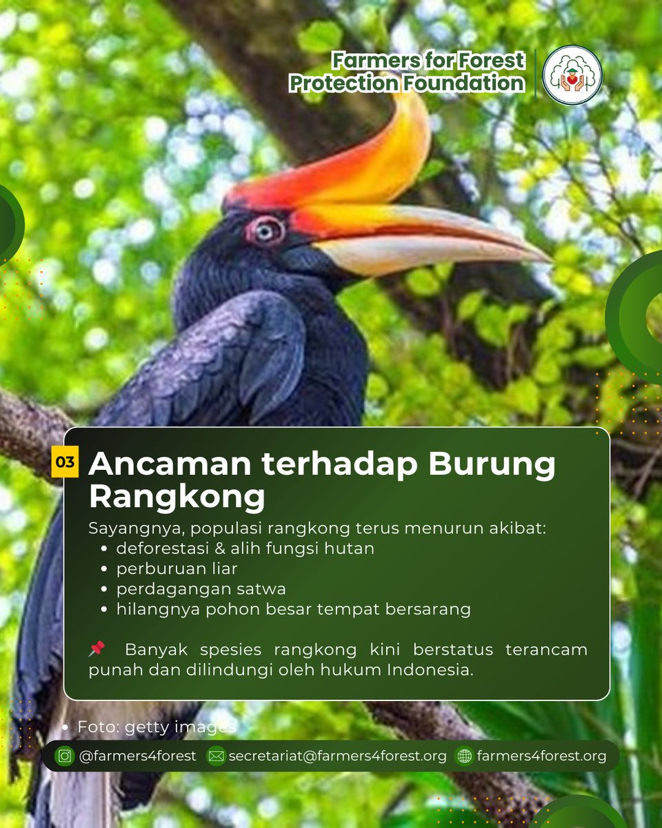 farmers4forest's tweet photo. 🦜 Menjaga Rangkong, Menjaga Bentang Alam
Petani dan masyarakat lokal punya peran penting dalam menjaga habitat burung rangkong.
#Agroforestri
#BurungRangkong
#Enggang
#PetaniPenjagaHutan
#HutanLestari
#BentangAlam
#KonservasiBerbasisMasyarakat
#KeanekaragamanHayati https://t.co/NFqm1Am6v1