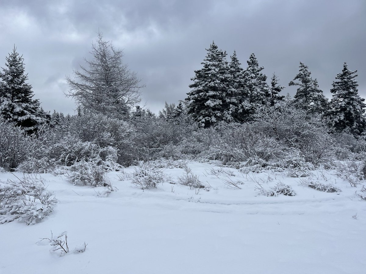 Snow , snow…never ending snow ❄️