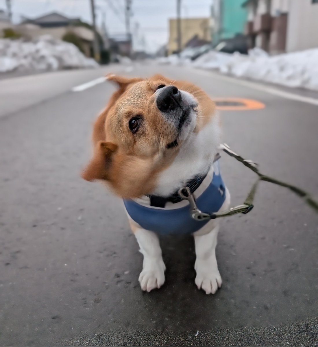 ٩(*´︶`*)۶おはよ〜♬朝んぽ🐾
今朝は☁週末に向けて☀晴れの日が続きそうですね🎶
初めましてのお友達🐶💕にもご挨拶出来てルイたんも楽しそうでした😊
今日も元気によろしくワン🐶❣️
#コーギーのいる暮らし