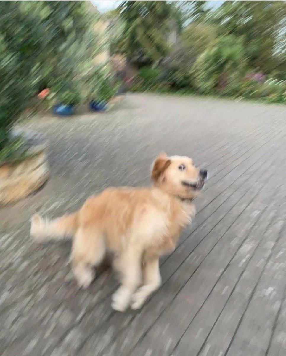 Sabes que se avecina una carrera para atrapar a tu perrito cuando hace esa cara.