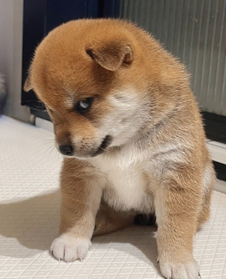 You have 48 hours to say hi to puppy or you "ll have a bad week❤️🙏