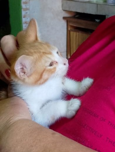 ☆ celeste 𒌐🦇 tweet media