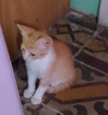 ☆ celeste 𒌐🦇 tweet media