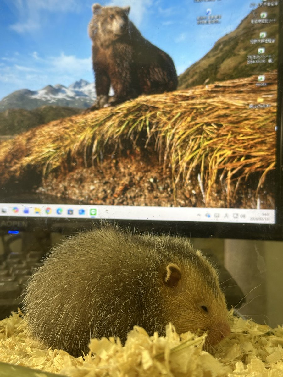 animaldefend30's tweet photo. タケちゃん観察中🧐

かわいい😍

#タケネズミ
#オン https://t.co/obyXQTIsR8