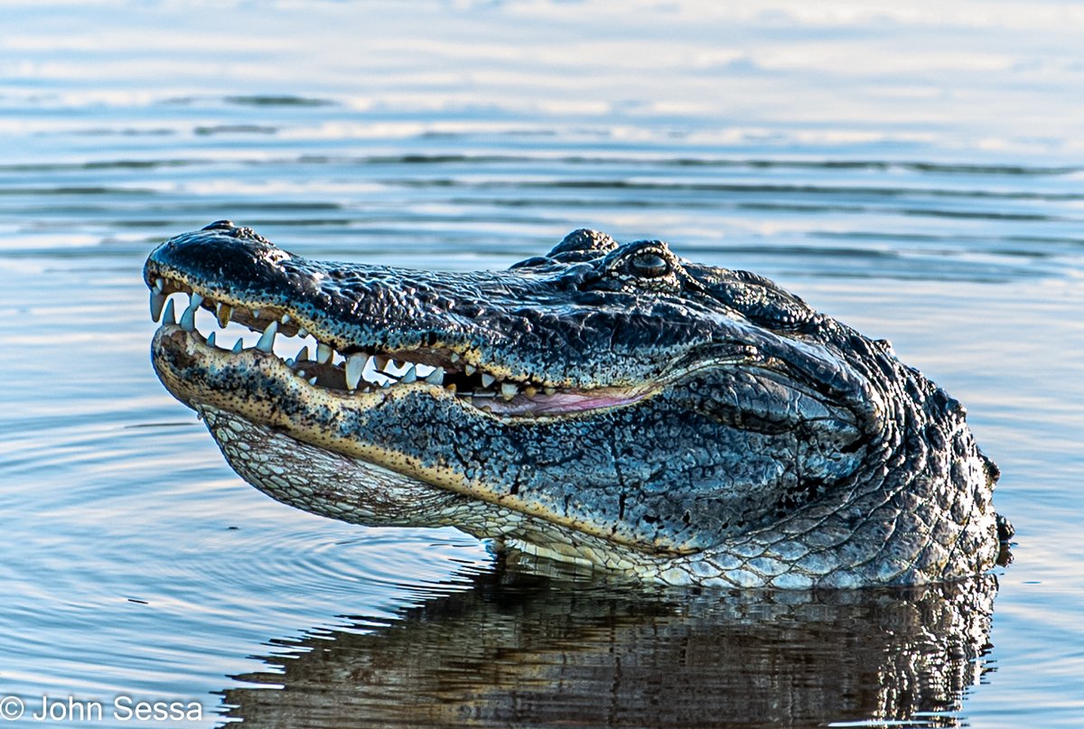 john_sessa's tweet photo. #GainesvilleFL #nikonphotography https://t.co/QNtifH6wkg https://t.co/BE6JPvjLFK
