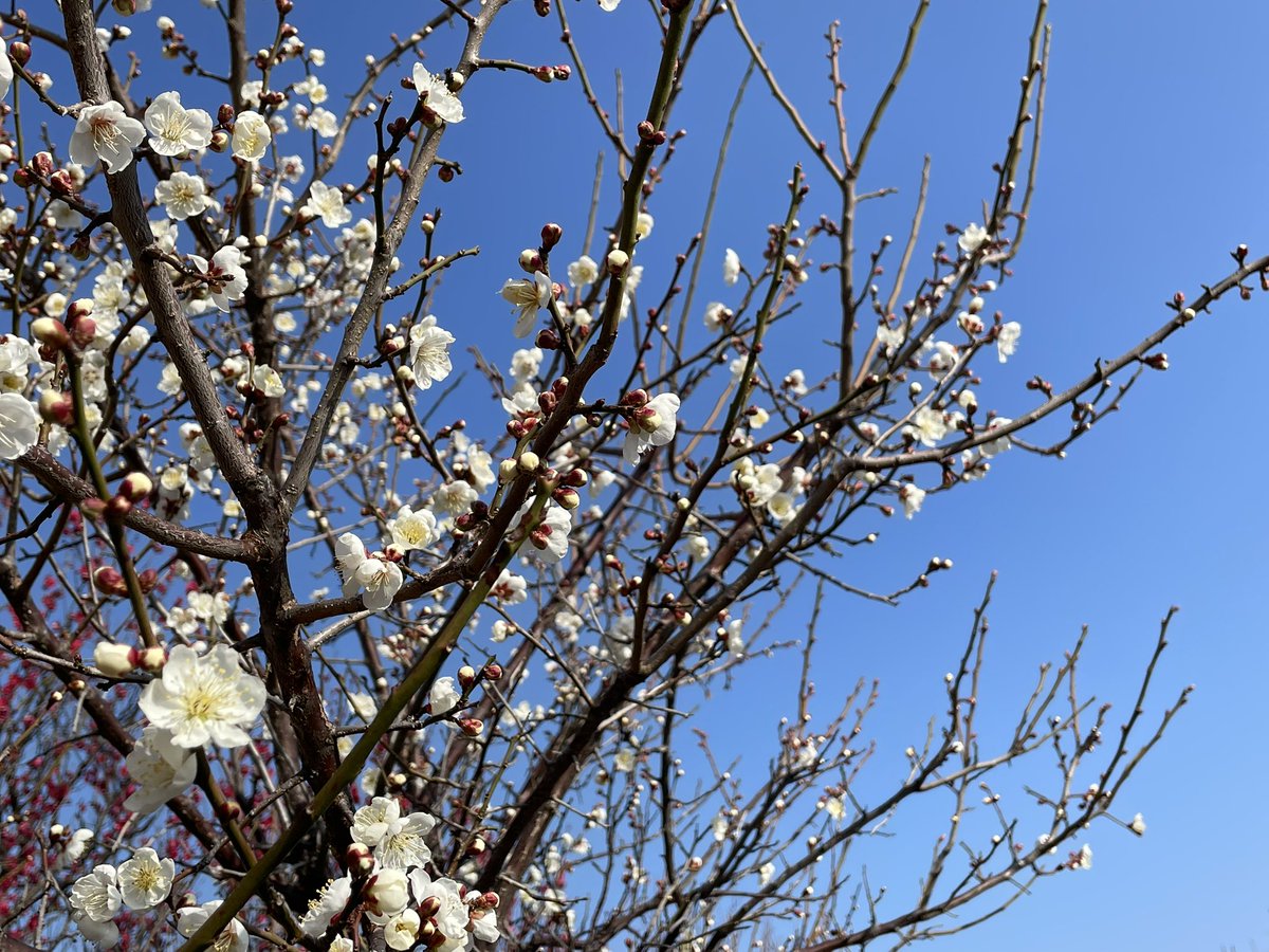 ShimabaraCastle's tweet photo. ⁡2/13(金)現在｢見頃｣を迎えております🥰

明後日は梅まつり🌸
皆様是非ご来城下さい😊‼️

#島原市 #島原城 #梅   #japantravel https://t.co/NX0YH8Hsvq