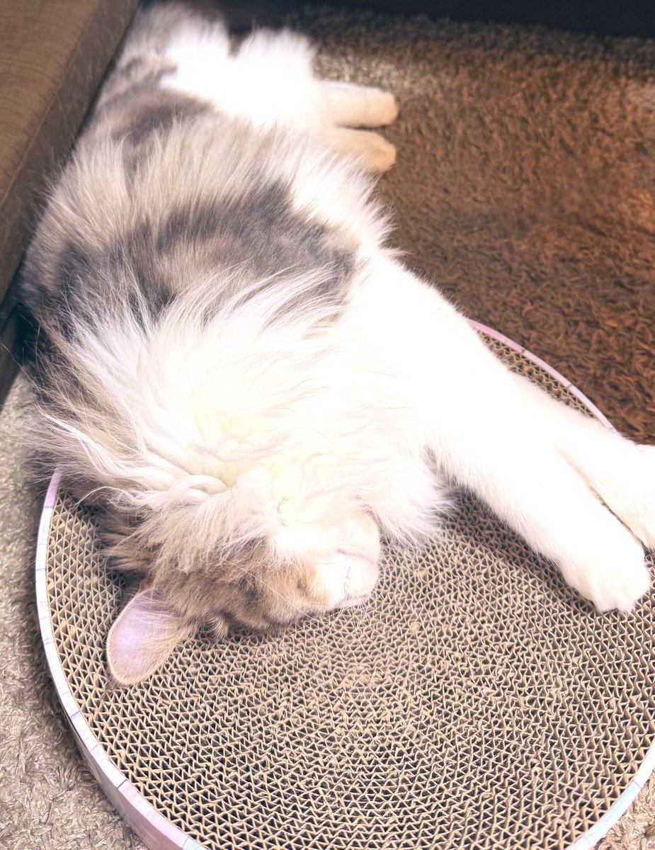 子猫用バリバリボウル、
枕になる🐈