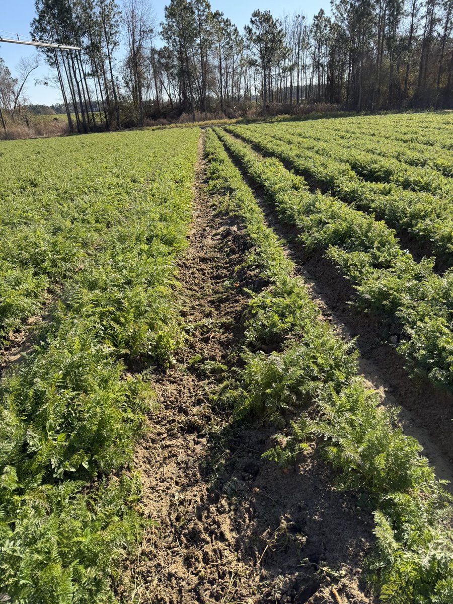 Bryce Sutherland tweet media