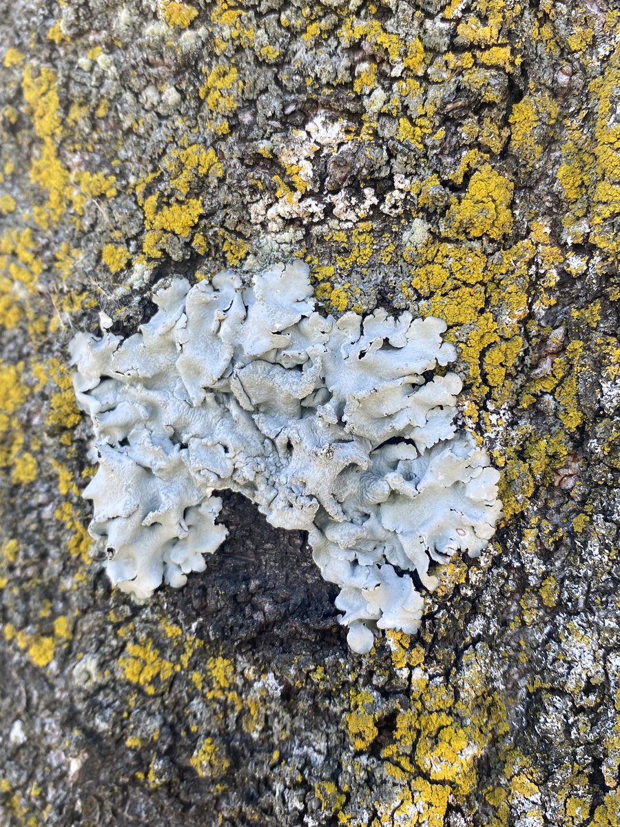 chiilichen's tweet image. おはよお〜

さいきん国立国会図書館のサイトで検索して気になった書籍をAmazonとHonya Clubで探してリストにぶちこむのが楽しいんだけど，国立国会図書館が素晴らしくてほんとうに途方もない📚

今日も気をつけて生きよう

#おはよう地衣類