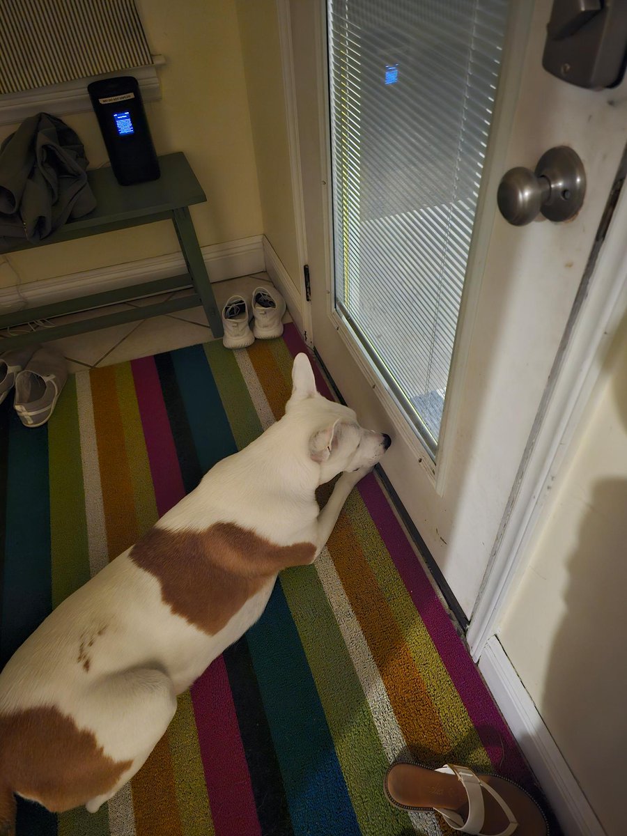 My #ServiceDog ( I'm autistic and have PTSD) does NOT like it when he isn't by my side and able to protect me. My wife sent me his while I'm at the gym. He NEVER let's me out of his sight.