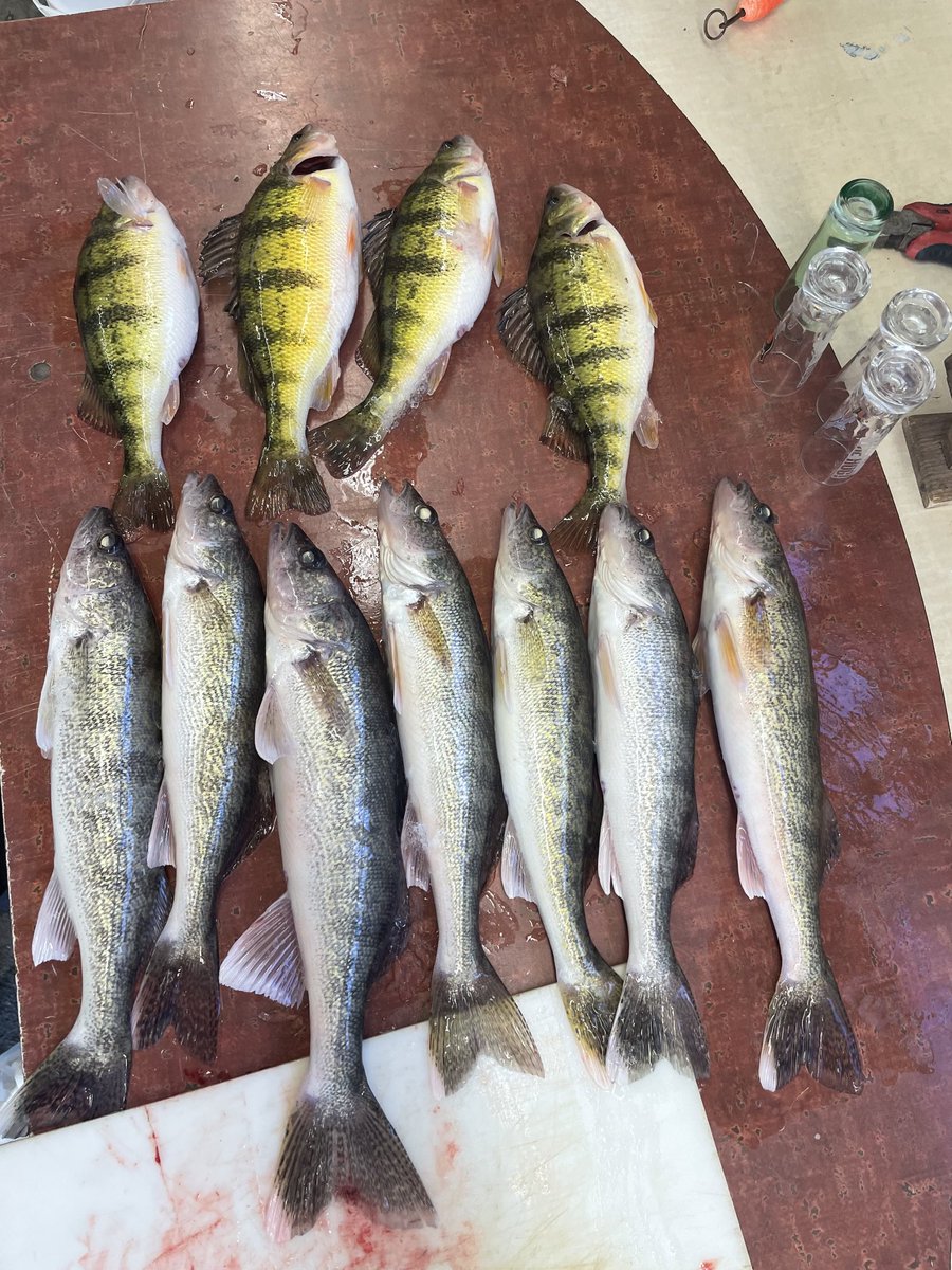 Walleye10 tweet media