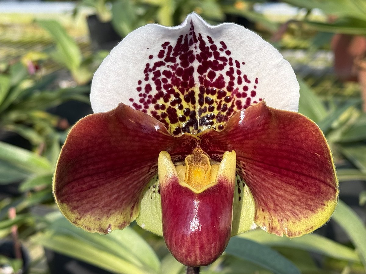 Paph. (Hsinying Compensa) x King Gaia