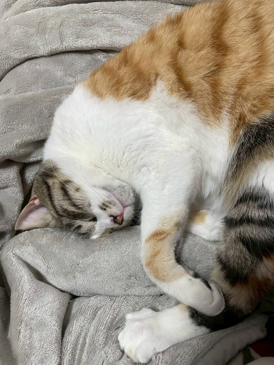 ニャンナイト tweet media