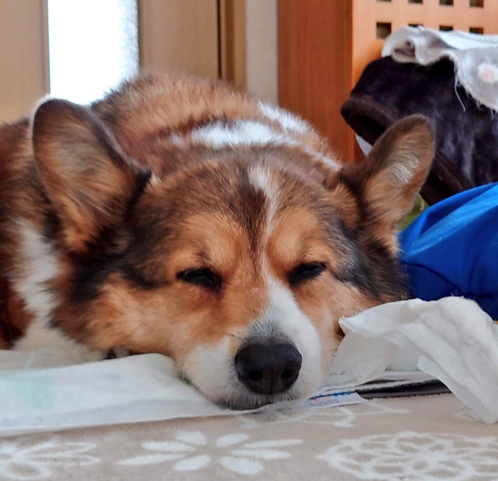 リッキー🐶🌈❣️おはよう😊
#お空組 #リッキー🐶