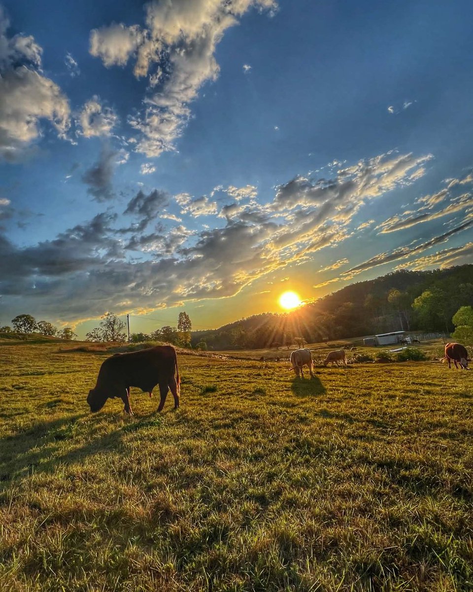 Southern Qld Landscapes tweet media