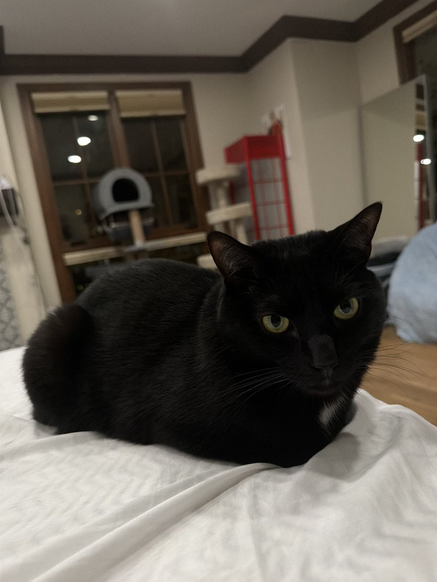 Stable Ronaldo tweet media