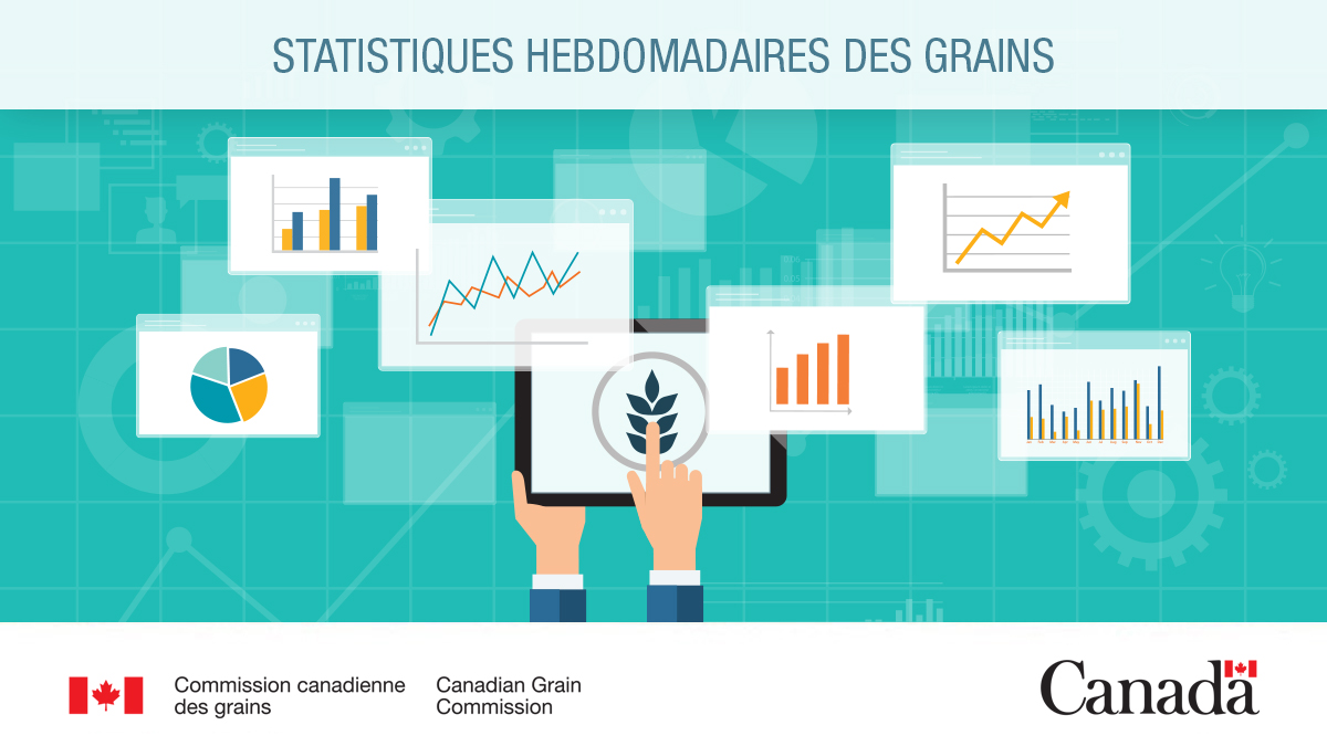 Consultez la publication Statistiques hebdomadaires des grains de la semaine 27, prenant fin le 8  février 2026. 
ow.ly/g5np50YeySz