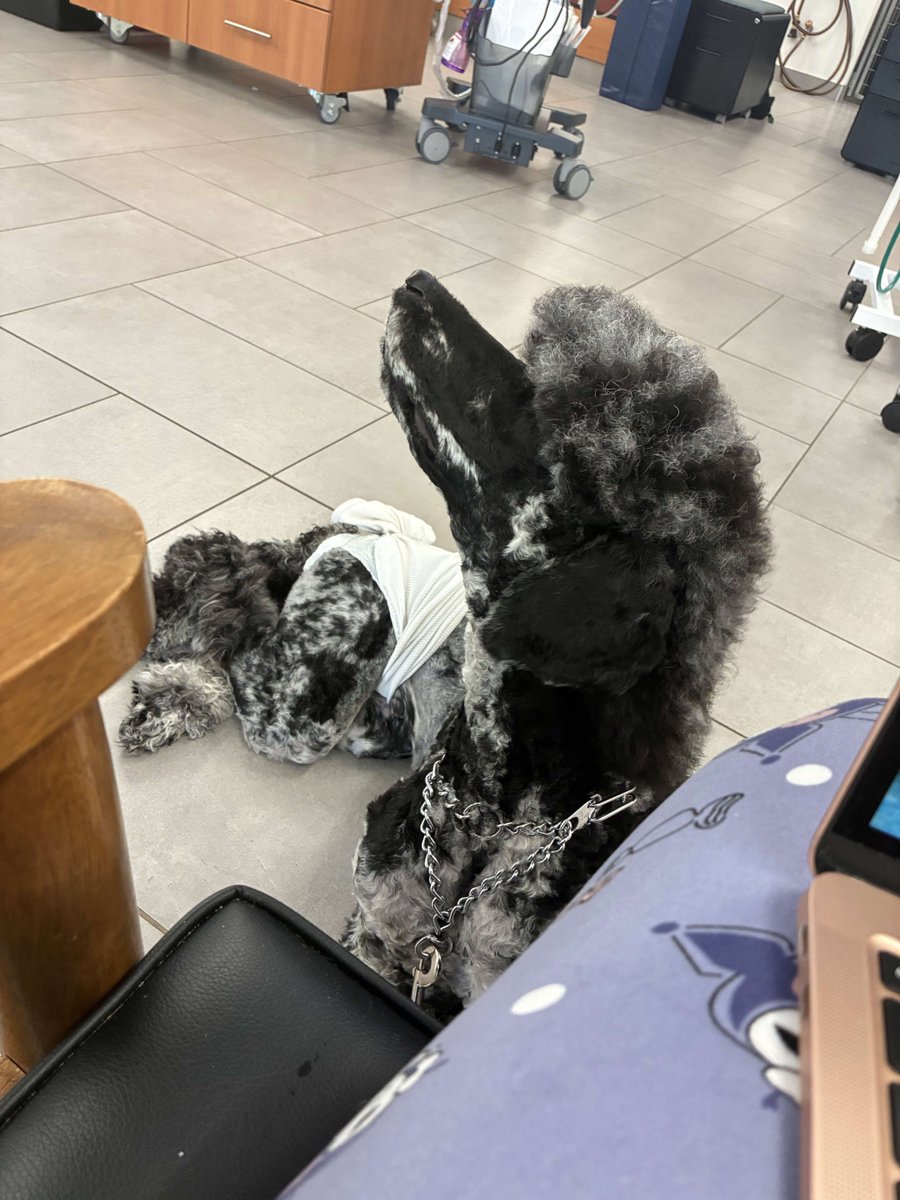 ko-fi.com/gorogaomi/goal…

i need your help. we were just here not even two days ago and now we’re back at the vet again. bucky, my service dog for my migraines, seizures, and coordination, needs urgent care and the estimate is $1.5k for the exam, bloodwork, fluids, and the