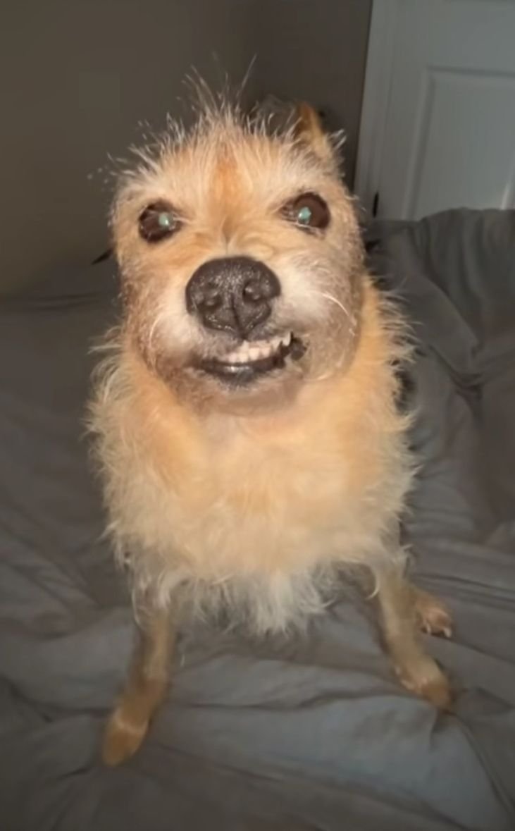 Gato Louco tweet media