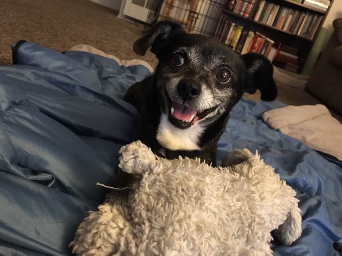 LaydenRobinson's tweet photo. I have been really missing my first born the last week. Comes in waves and really came on yesterday watching, "Mr. Inbetween" and they kill Ray's dog. Great show but got me a tad fucked. RIP, Senor Chi Chi, Oct 15th, 2025.
#Dogs #dog #bestfriend #BFFL https://t.co/g9PswamQyI