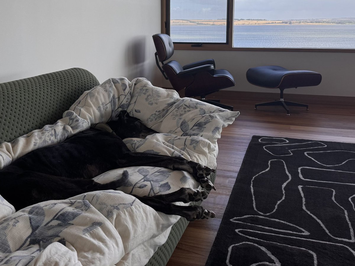 Dorian Grey(hound) tweet media