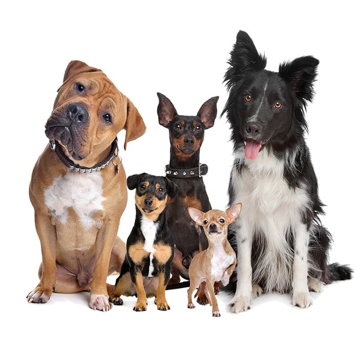 Which breed is your FÀTHER?