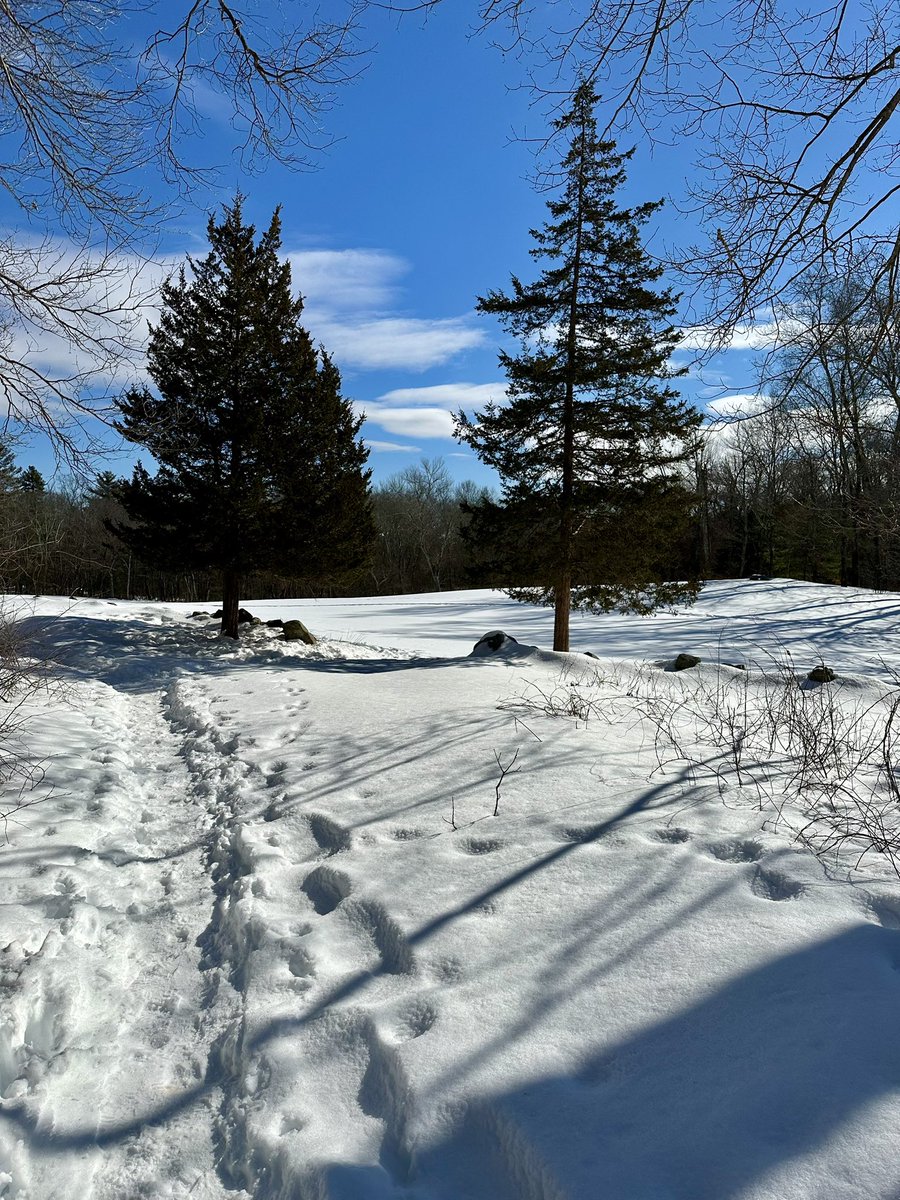 upaether's tweet photo. Whoever you are, and wherever you are in life, you can always go for a snowy walk in the woods. It’s free. https://t.co/dmOONsMzkM
