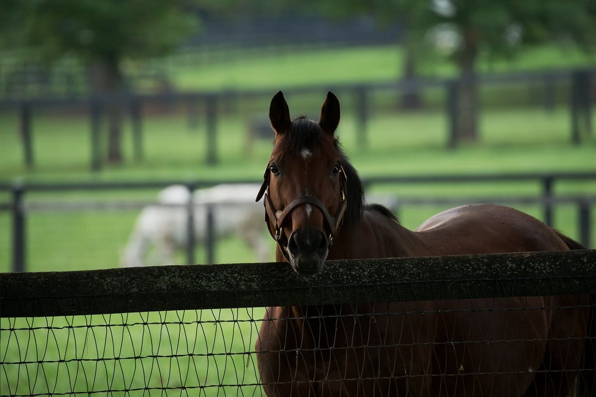 Gainesway's tweet photo. It is with extremely heavy hearts that we share the passing of Afleet Alex, a champion, a dual Classic winner, and a horse who captured the hearts of racing fans around the world.

From his unforgettable triumph in the 2005 Preakness Stakes, a race that showcased his courage, determination, and will to win; to a championship Belmont Stakes performance that secured his Eclipse Award, Afleet Alex defined brilliance on the racetrack and excellence beyond it.

Retired to Gainesway in 2006, Afleet Alex became a cornerstone of our stallion roster and later a cherished pensioner, greeting visitors from the same barn and paddock he called home throughout his career. Whether welcoming fans, accepting carrots, or quietly meeting the next generation, he remained every bit the horse people fell in love with.

Beyond the racetrack, his partnership with Alex’s Lemonade Stand Foundation helped raise millions of dollars and national awareness for childhood cancer research, extending his impact far beyond the sport. 

Afleet Alex will be deeply missed by all of us who were fortunate to know him. We take comfort in the lasting legacy he leaves behind through his accomplishments, his influence on the breed, and the countless lives he touched along the way. He will be laid to rest at Gainesway.

We thank his owners, breeders, connections, and devoted fans for honoring and loving a truly special horse. #AfleetAlex