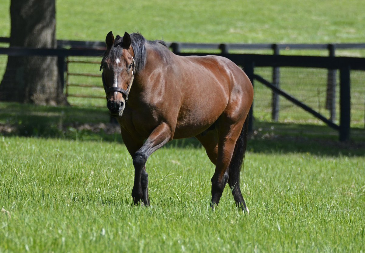 It is with extremely heavy hearts that we share the passing of Afleet Alex, a champion, a dual Classic winner, and a horse who captured the hearts of racing fans around the world.

From his unforgettable triumph in the 2005 Preakness Stakes, a race that showcased his courage,
