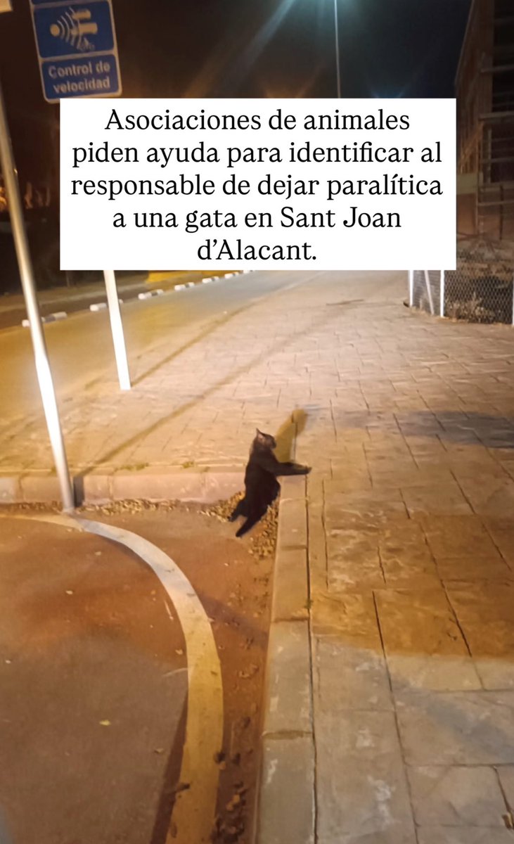 Mollete D. María🦋 tweet media