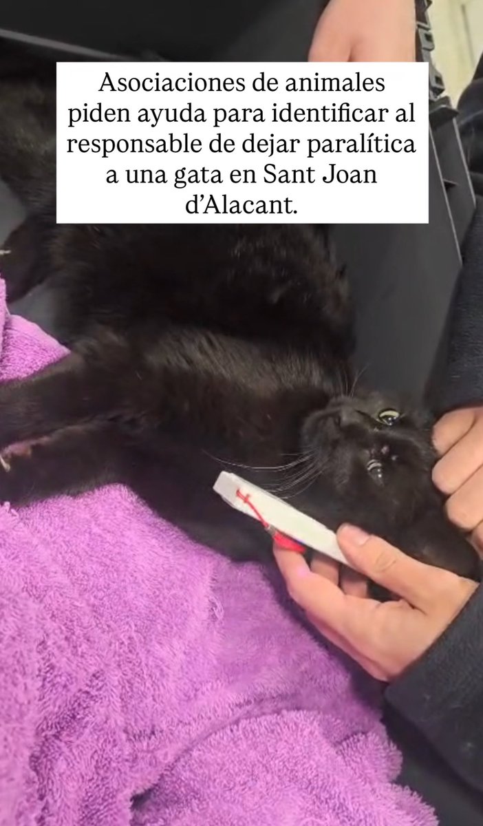 Mollete D. María🦋 tweet media