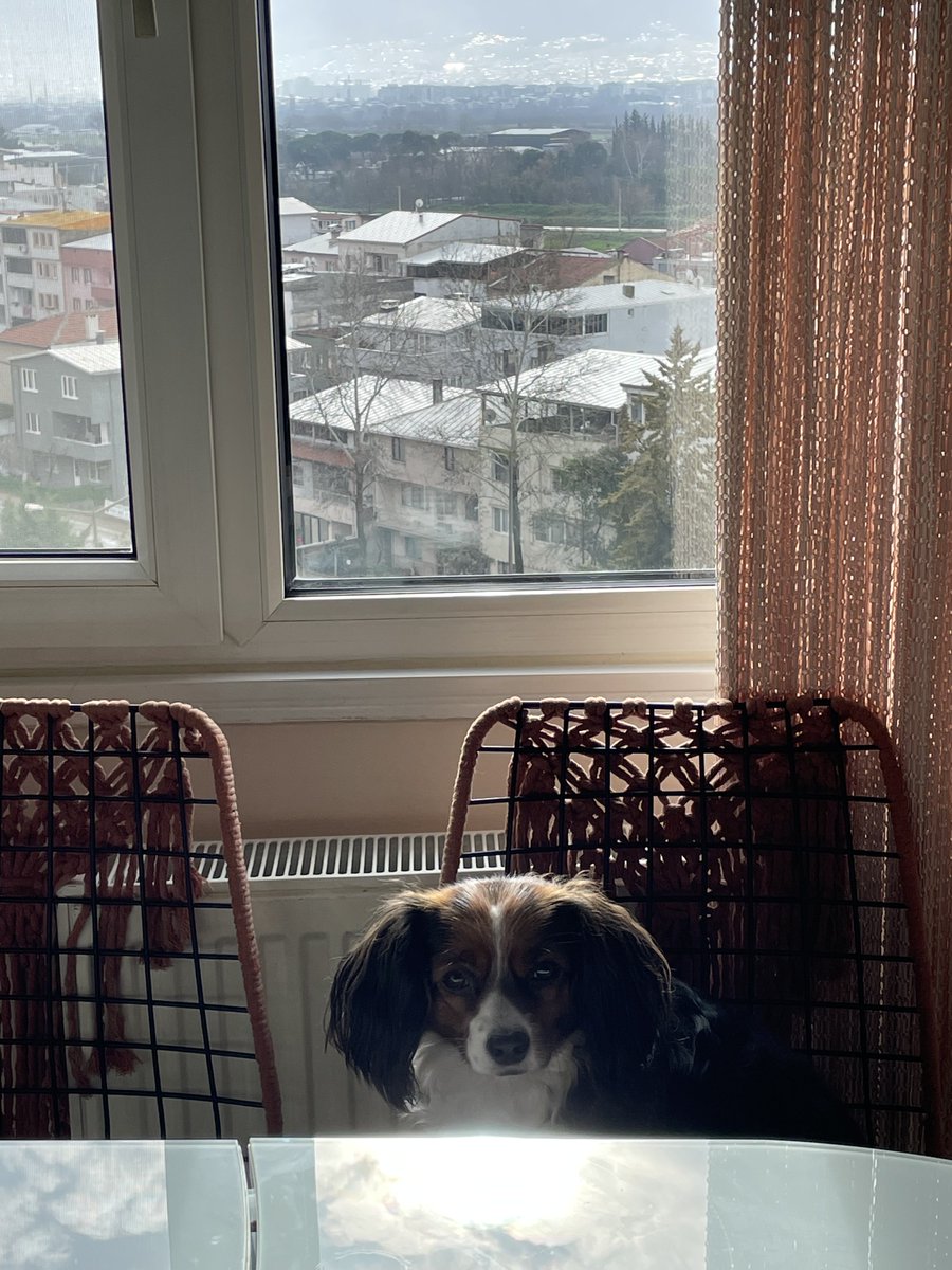 Bu kız kaçtı yangın merdiveninden😂 2 kat inmiş ve ağlayarak yukarı çıkmaya çalışıyordu 😂 kızım evden kaçanı kurt kapar😂 dışarıda kurt çok😂 şimdi evinde ve güvende 🙏