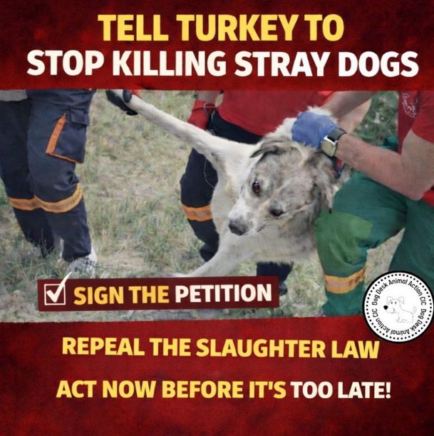 LisaClareRead2's tweet photo. Please sign the @DogDeskAction petition and help save the #dogs 🙏

Together we can #SaveTurkeysDogs and stop the killing 💔😢

#k9hour #rehomehour #Turkey
#thursdayvibes 
✍️ ⬇️ ⬇️ 

https://t.co/DDmOL8oXLs https://t.co/8npUyPGhZF