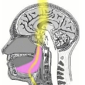 Tongue Pressure against the sphenoethmoidal junction creates craniofacial microstrain activating piezoelectric charge in osteocytes and meningeal collagen fibers which:
- Modules CSF pulsatility
- Stimulate arachnoid granulation absorption.
- Affect pineal gland’s Interstitial