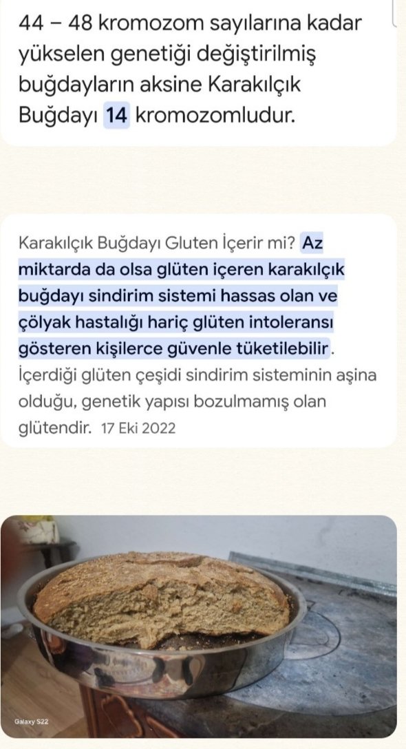 gubresiz ve ilaçsız karakılçık tam buğday ekmekler