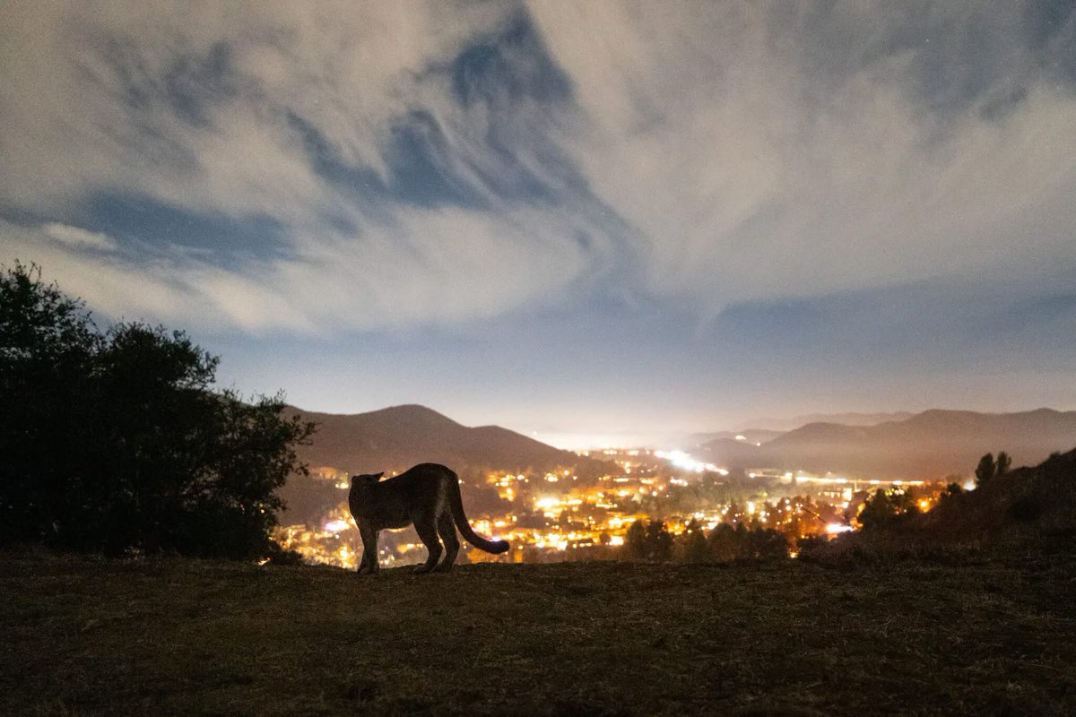 Beth Pratt tweet media