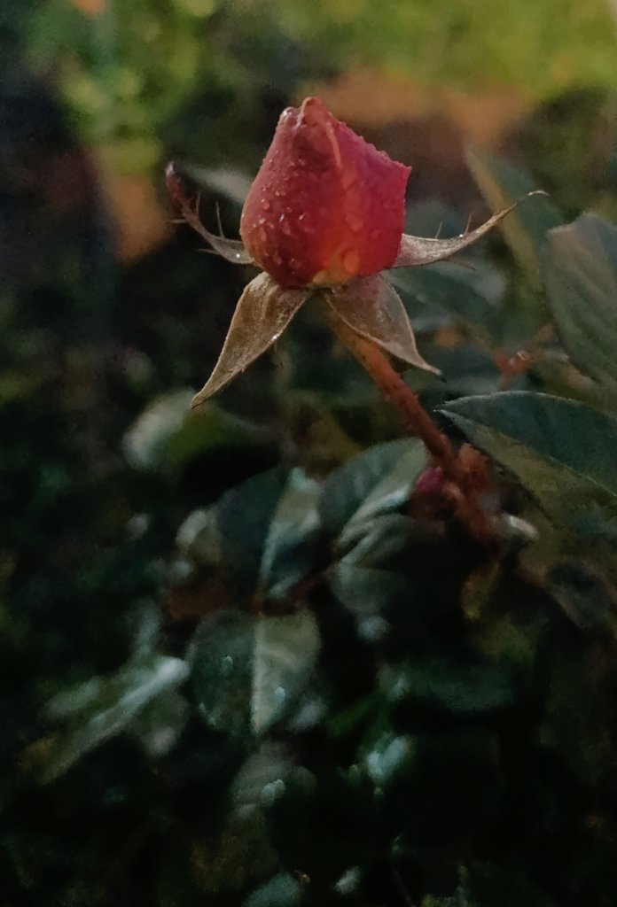 Yağmurlu gün gülü.