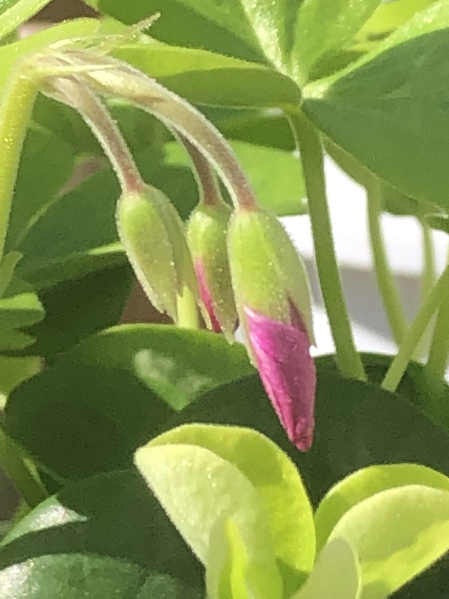 おはようございます☀     2.13

昨日！冷蔵庫で眠るジャガイモを土へ❗️
いつ植えるか考えながら覗き？慌てた〜

芽が出ている🌱いつ！って聞かれている
気がして！冷たく寒かったんだわ〜

しっかり肥料も入れ！安心は🥔と私！
お隣さんの植え付けも頼まれているの🍀