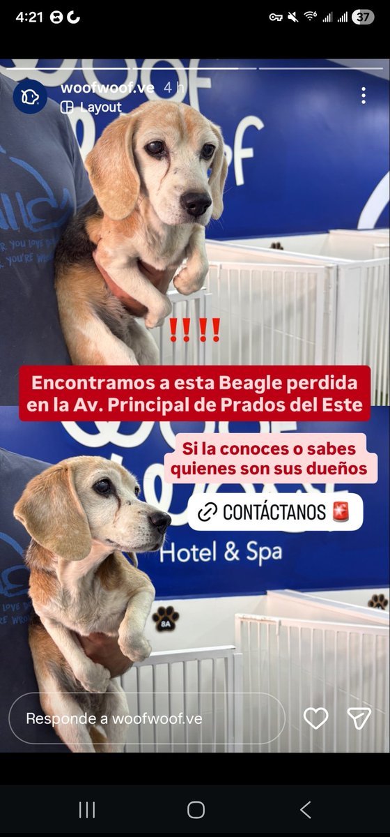 RP <a href="/igrconsulting/">igr</a>: Favor difundir para ubicar a su dueño lo tienen en woof woof prados del este resguardado