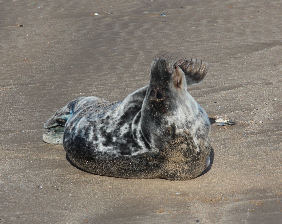 ErithacusRC's tweet photo. Grey seal pup on the beach at St Mildred's Bay, Westgate-on-Sea this morning. Volunteers from British Divers Marine Life Rescue were present, to ensure that it wasn't disturbed. #GreySeal https://t.co/hNnWK635aV
