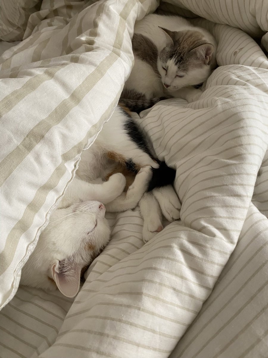sveta_dvr's tweet photo. @ComeGetYourCat @catshealdeprsn Same 😂 I even make little cave shapes with a blanket, and they love it https://t.co/YbfZd0DkVu