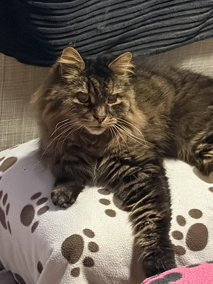 😺😺🎄🎄⛄️⛄️Hugo Mainecoon 🎄🎄🌦️⛄️⛄️😺😺 tweet media