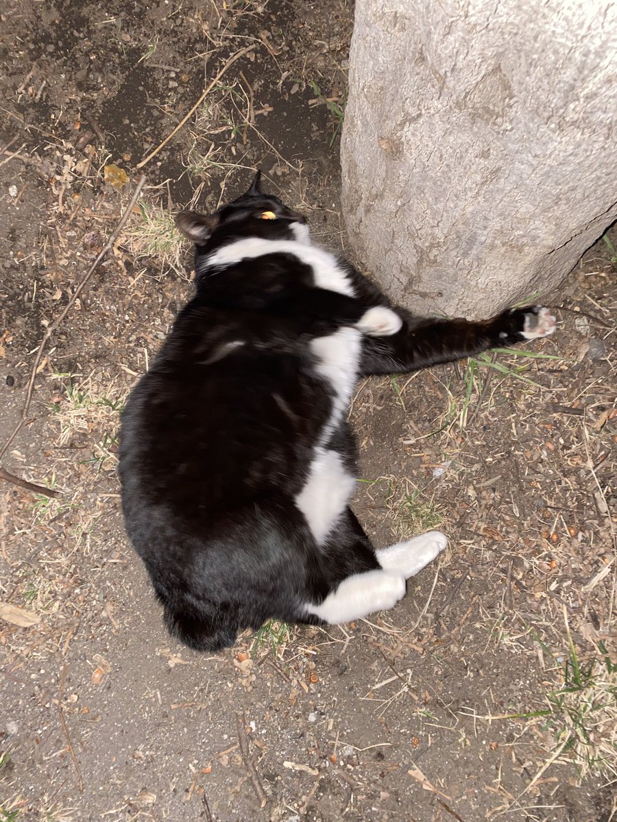 にゃん太郎 (@nyannyan__taro) / Posts / X