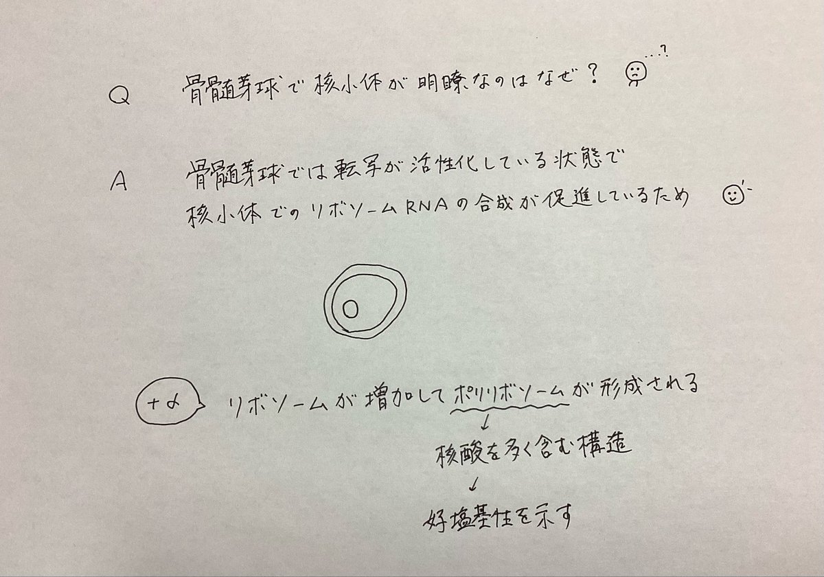 asaiti_ketueki's tweet photo. Q. 骨髄芽球で核小体が明瞭なのはなぜ？🤔 https://t.co/4RgvE7PmrI