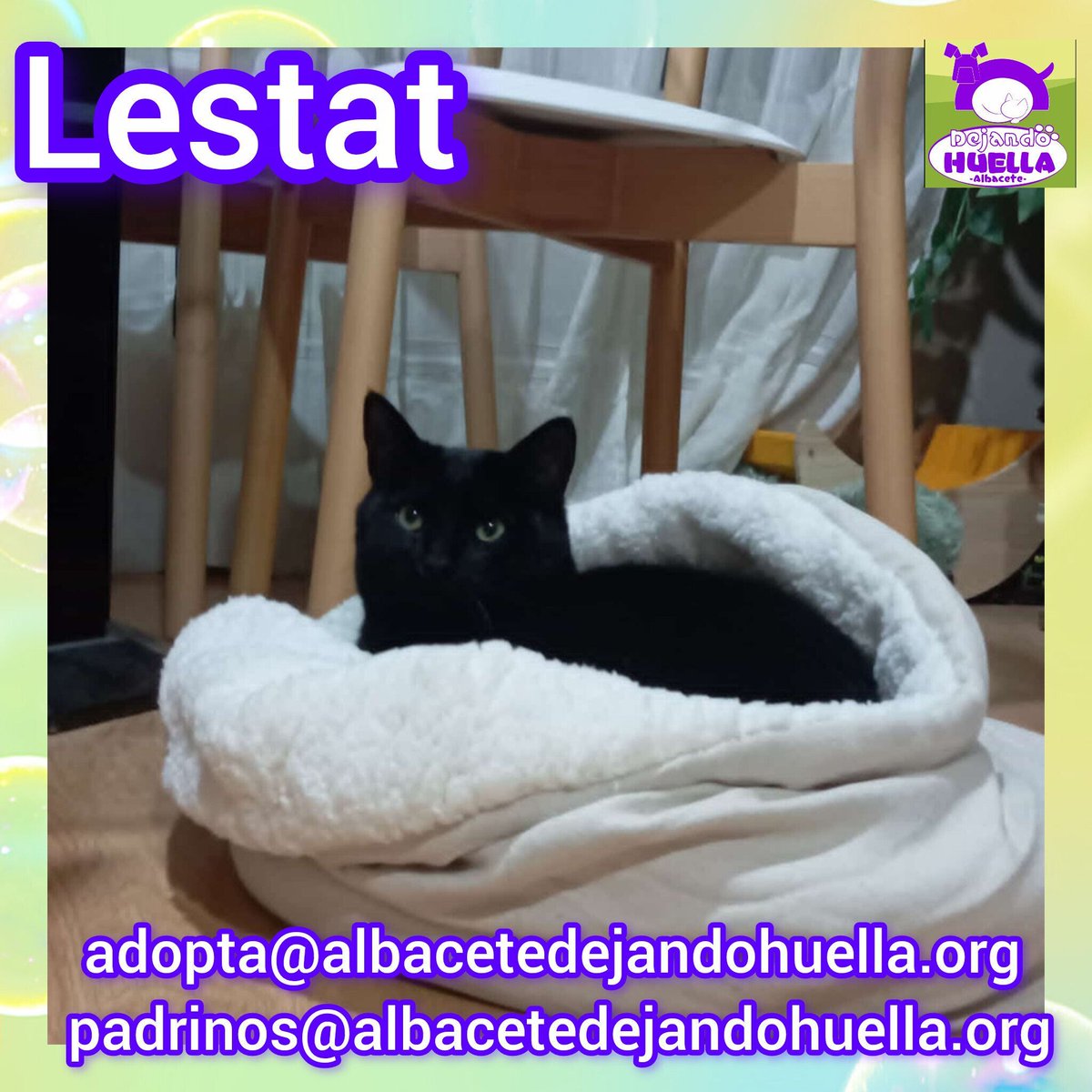 Lestat sabe lo que es estar calentito en días de lluvia y viento y lluvia demás son tonterías... Su sitio favorito es este saco mullidito y que le cobija entero mientras llega la primavera.

Sí quieres ponerle en tu vida escríbenos a adopta@albacetedejandohuella.org 😍