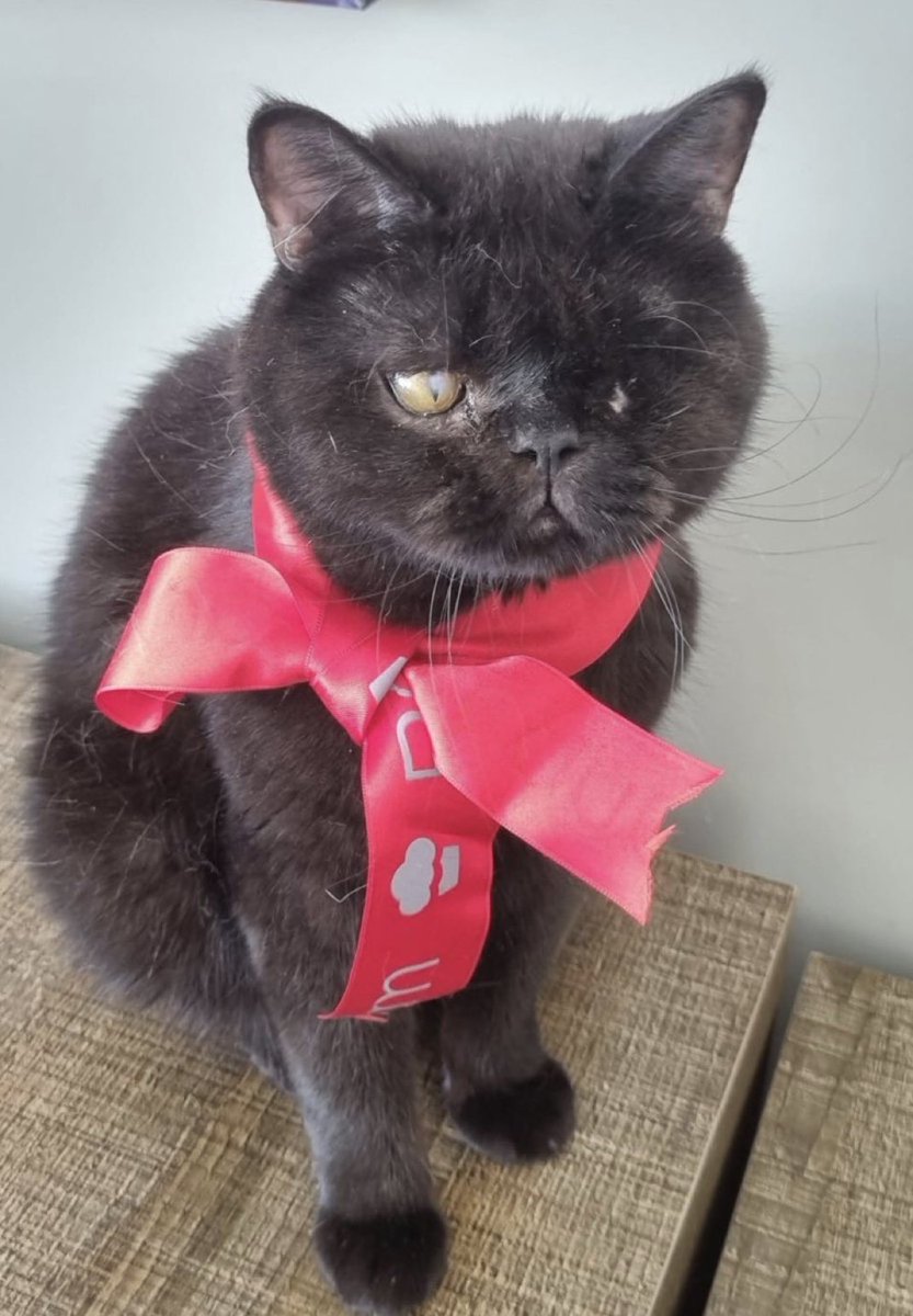 İsmi Jack şiddet mağduru british oğlan kurtarıldığında bir gözü patlamış tüm vücudunu yaralar kaplamıştı,
 tahmini iki yaşlarında oldukça sakin bir can kısırı çipi ve aşıları yapılmıştır tek kedi olmak şartıyla ömürlük yuvasını arıyoruz 
Yer Ankara 
İletişim 0 545 515 19 69